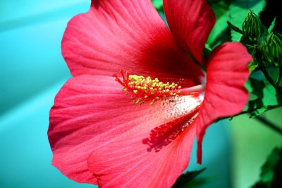 木芙蓉阳台养护难吗 木芙蓉光照水肥全解析