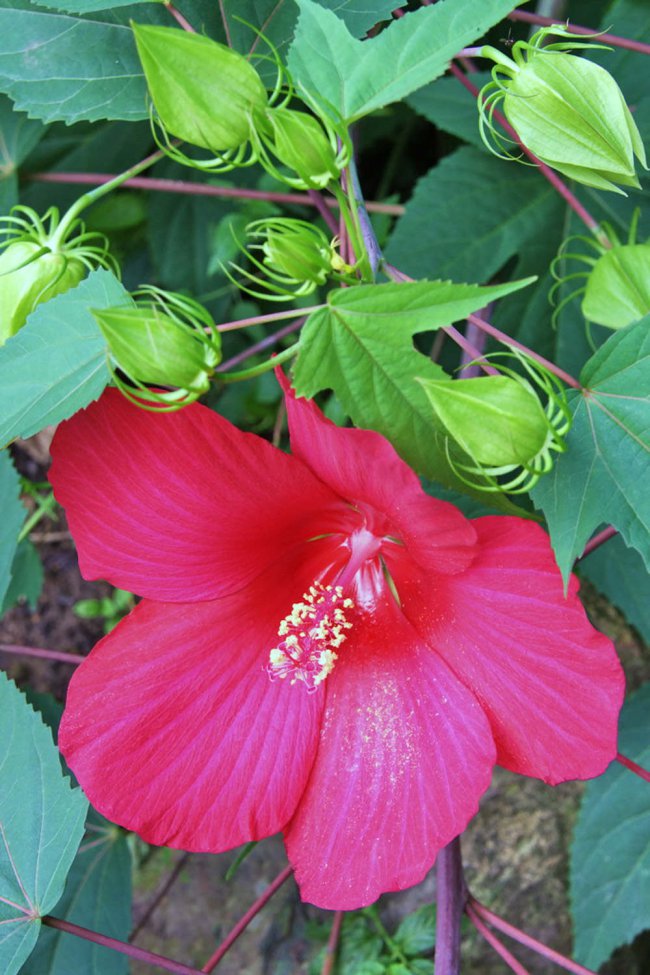阳台如何养木芙蓉