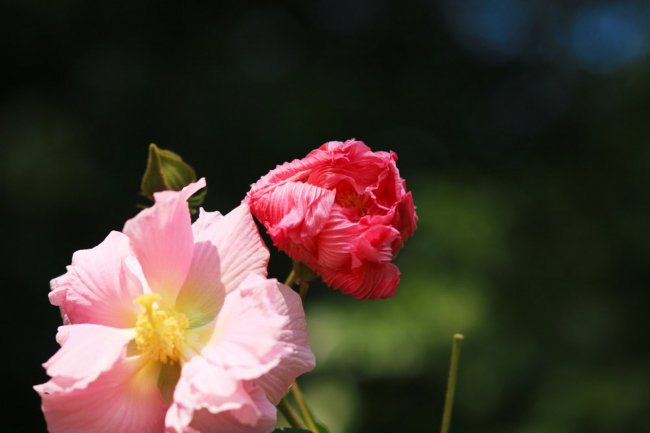 阳台如何养木芙蓉