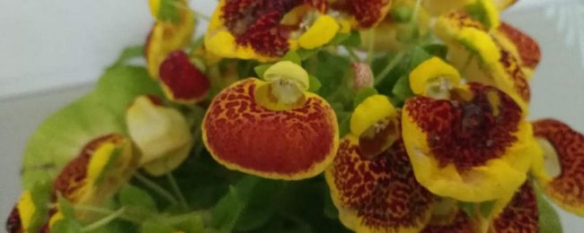 阳台如何养荷包花