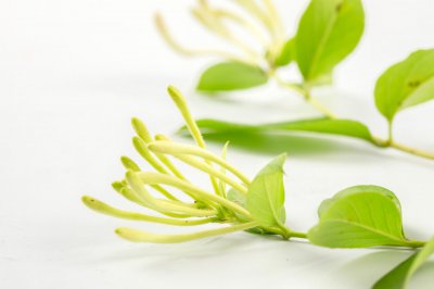 盆栽金银花如何过冬 金银花冬季养护技巧