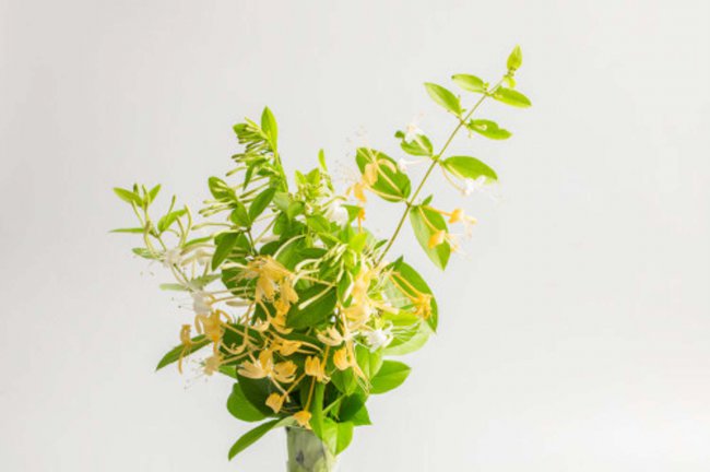 盆栽金银花怎样过冬