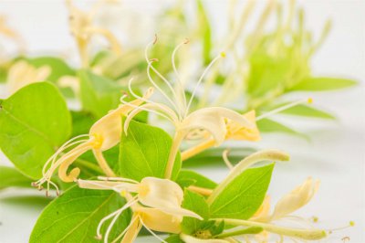 盆栽金银花冬季养护 金银花室内越冬全攻略