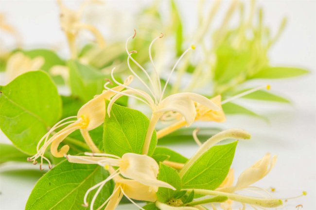 盆栽金银花冬天能在室内养吗