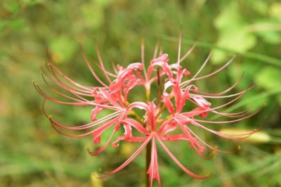 彼岸花阳台养护 种植要点与安全事项