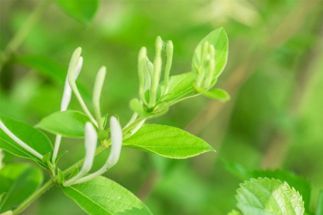 金银花怎么种植盆栽