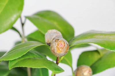 阳台山茶花养护技巧 光照水分与土壤要点