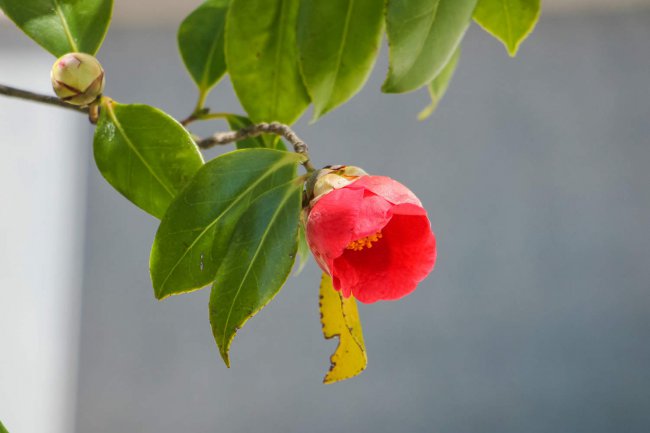 阳台如何养山茶花