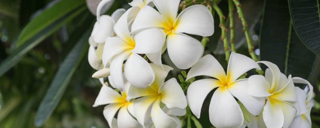 阳台如何养鸡蛋花