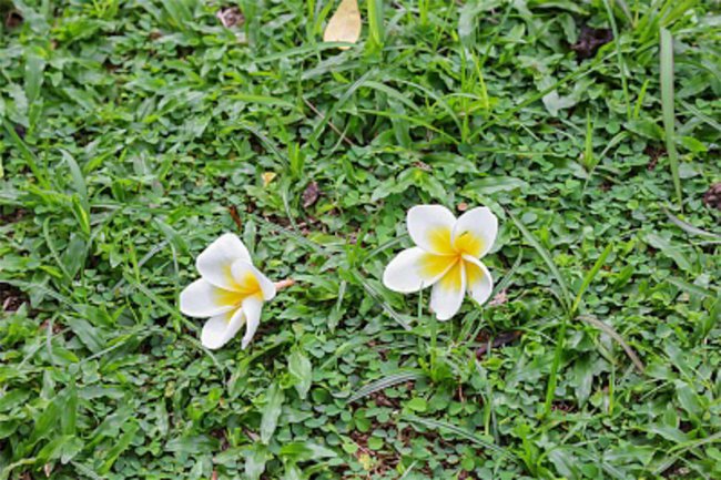 阳台如何养鸡蛋花