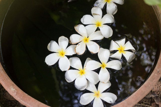 阳台如何养鸡蛋花
