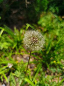 阳台蒲公英养护方法 蒲公英种植注意事项