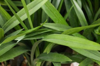 兰花抽芽如何养护 兰花疏芽技巧指南