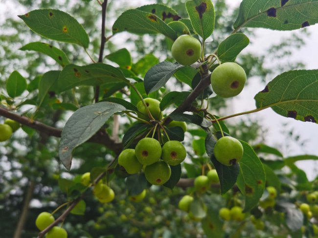 海棠小苗什么季节移栽