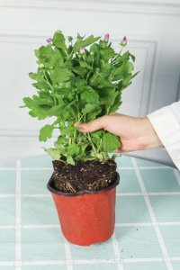 多头菊耐寒性解析 菊花越冬养护全攻略