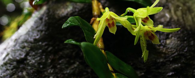 怎么给盆栽石斛浇水