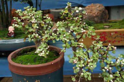 金枝玉叶 生肖龙解析与植物文化溯源