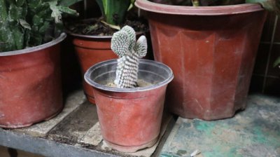 火龙果是仙人掌科果实吗 火龙果保存冷藏技巧详解
