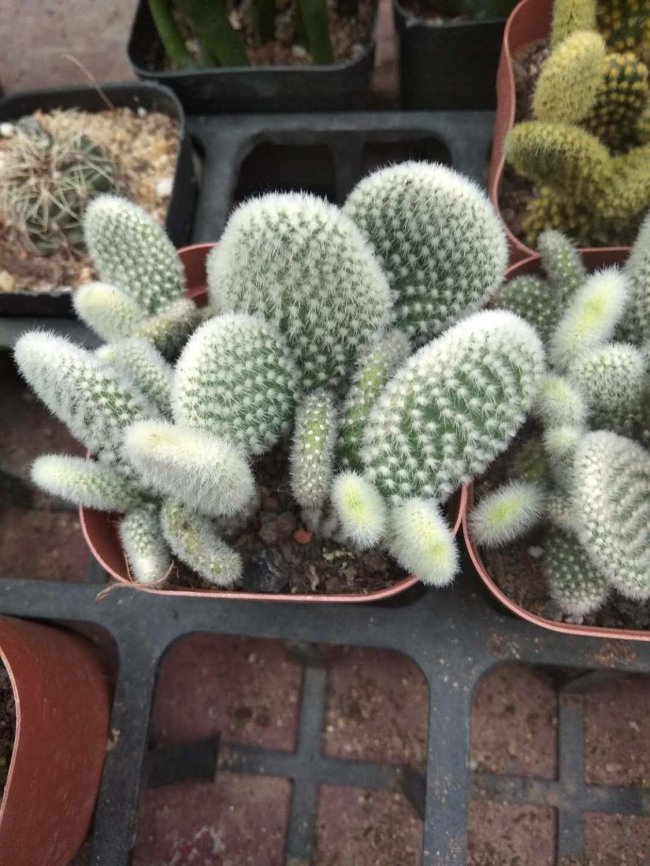 火龙果是仙人掌的果实吗