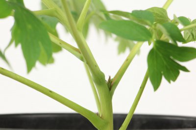 牡丹养护禁忌解析 牡丹家庭种植隐患