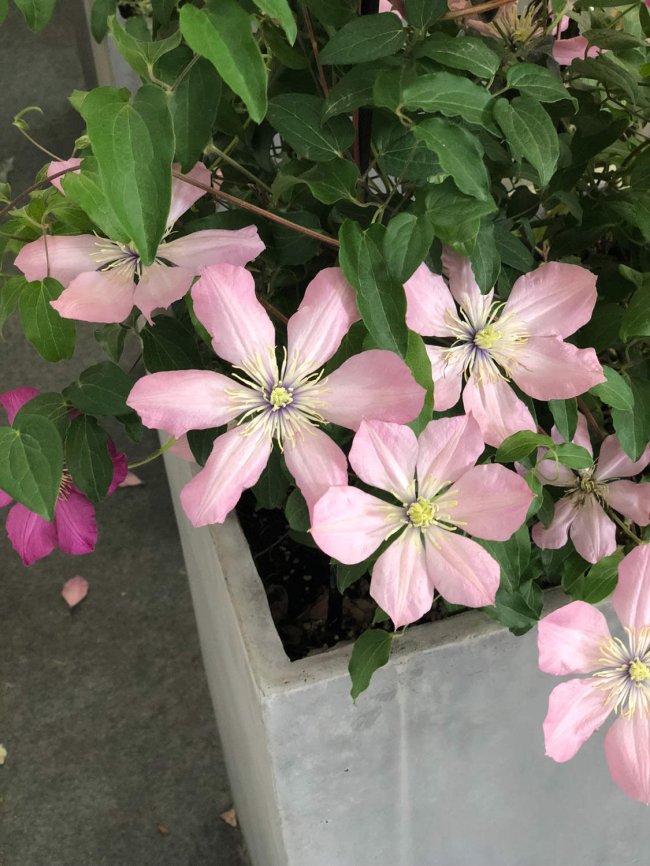 铁线莲有毒吗
