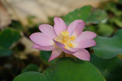 荷花盆栽难养护？荷花种植五大关键技巧