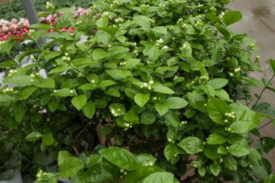 茉莉养护禁忌解析 家庭种植茉莉风水讲究