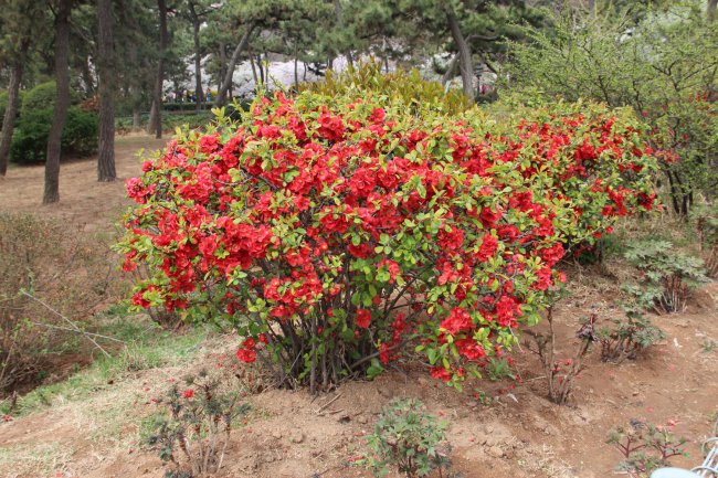 海棠花为什么叫断肠花