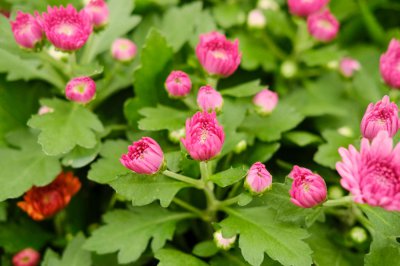 菊花养护技巧 菊花盆栽寿命延长方法