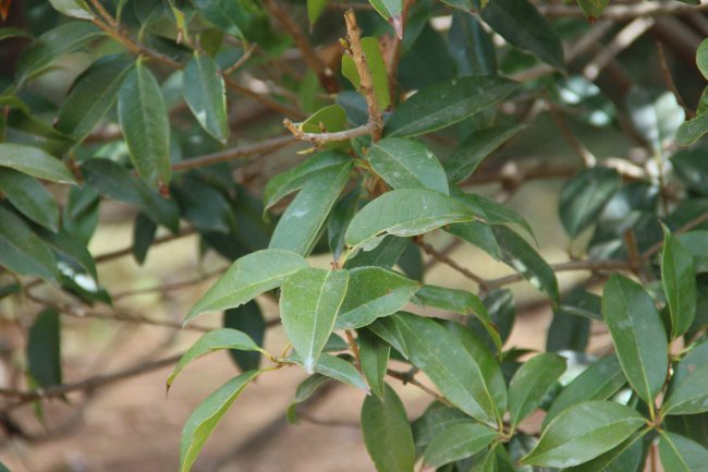 盆栽桂花怎么修剪