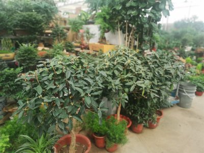盆景桂花如何安全过冬 桂花越冬养护全攻略