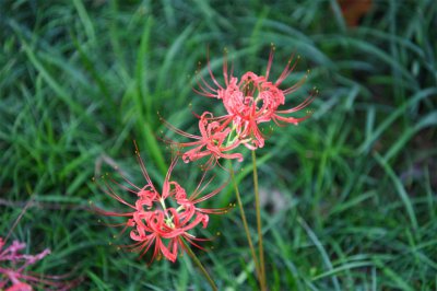 彼岸花用什么花盆栽培好 彼岸花换盆季节禁忌解析