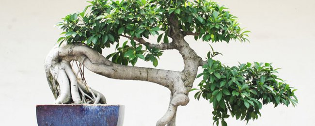 人参榕树盆景怎么养