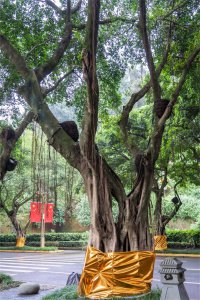 榕树盆景养护技巧 榕树造型图片鉴赏