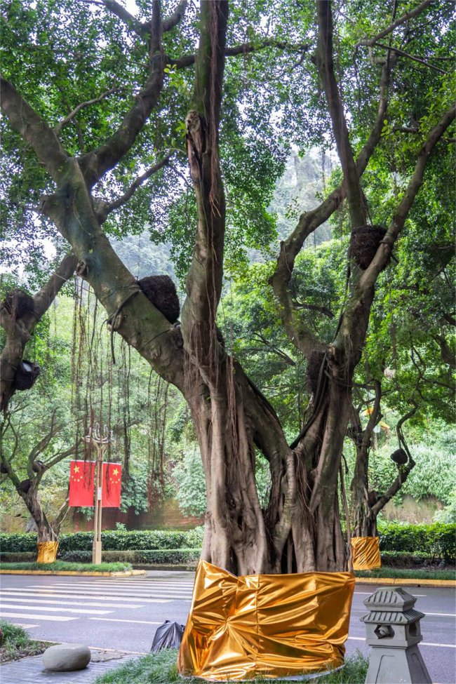 榕树盆景怎么养