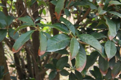 桂花苗盆栽方法 金桂花养护技巧全解析