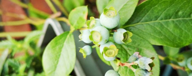 蓝莓种植方法