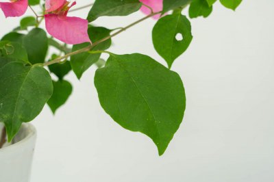 三角梅如何造型修剪 三角梅盆景养护技巧