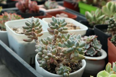 法师多肉 深盆误区 养护技巧与选盆科学
