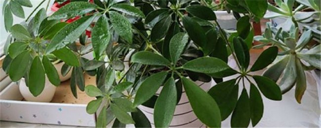 招财树如何剪枝更茂盛