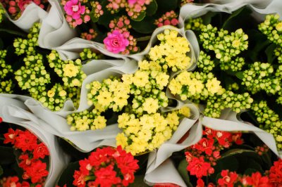 长寿花适合室内养护吗 长寿花窗台绿植养护全解析
