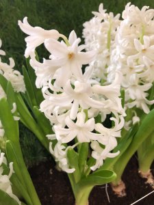 风信子隐藏哪些秘密？风信子花语解码与栽培技巧