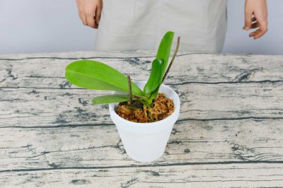 蝴蝶兰寓意解读 蝴蝶兰花语与文化内涵