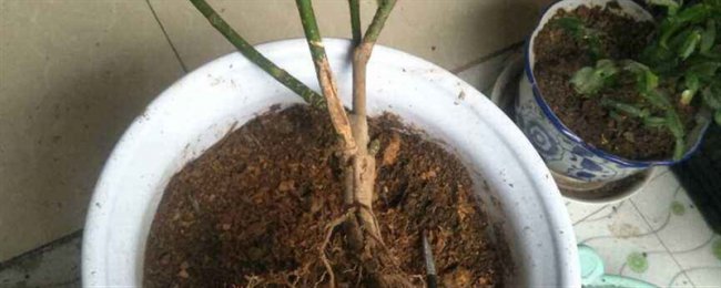 盆栽怎么排积水