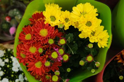 菊花花语全解析 送菊禁忌与文化传统