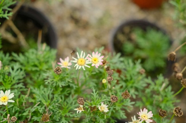 送菊花代表什么意思