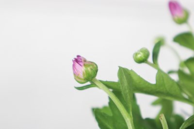 菊花象征什么意义？菊花 文化寓意解码