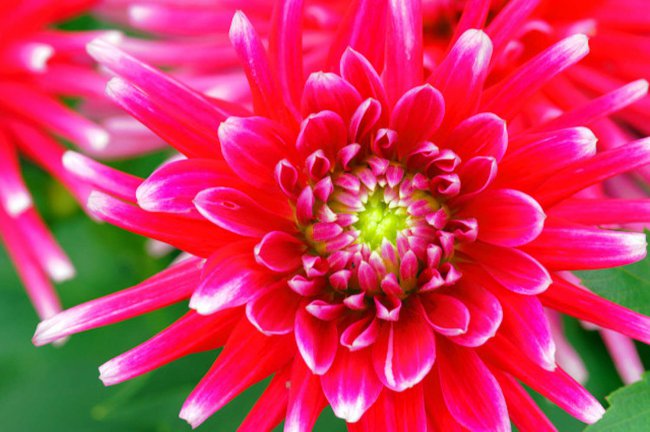 菊花代表什么象征意义