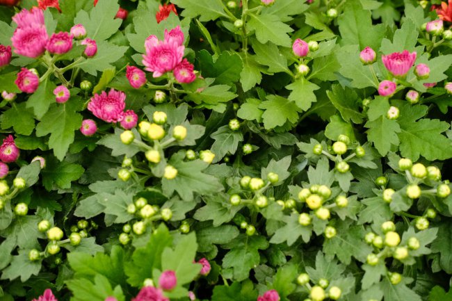 菊花代表什么象征意义