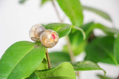 茶花寓意有哪些奥秘 茶花文化符号解读